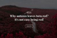 Home Page New 10 Full 3